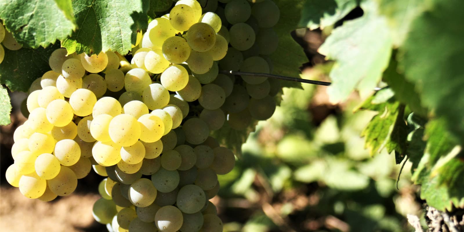 Les vins — Blancs — Chardonnay & Aligoté