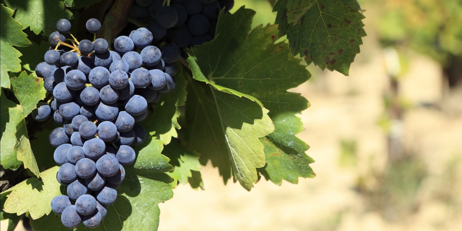 Les vins — Rouges — Pinot Noir & Gamay